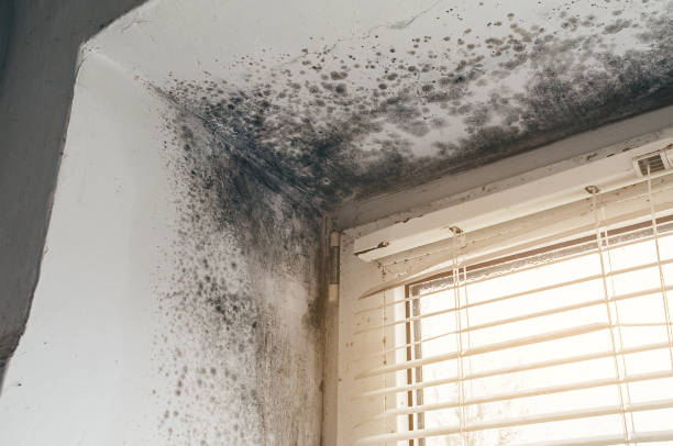Affordable Hvac And Air Duct Mold Remediation solutions in Jbsa Ft Sam Houston, TX